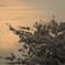紫雲出山の桜