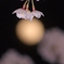 月見桜②