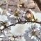桜雀 2　
