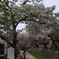 京都哲学の道