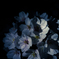 夜桜