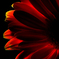 Gerbera