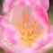 Jewel of Spring