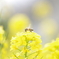 いただいてます