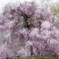 名も知らぬ公園の片隅で