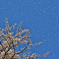 花吹雪