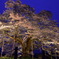 醍醐桜