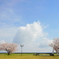 桜雲