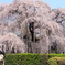 慈雲寺の枝垂れ桜