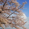 空。桜。