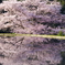 諸木野　2014