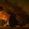 夜桜