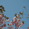桜1