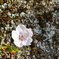 桜3
