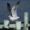 _MG_1533a