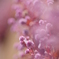路傍の花・・・・