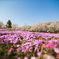 赤城南面千本桜