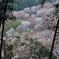 吉野の桜_上千本