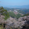 吉野の桜