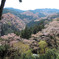 吉野の桜_一目千本
