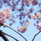 御苑の桜