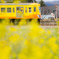 菜の花電車～三岐鉄道～