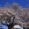 犀川の桜