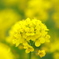 yellow flower♪