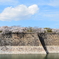 大阪城公園の桜