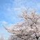 大阪城公園の桜