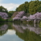 平安神宮の桜
