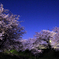 月光に照らされる夜桜