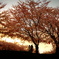 桜の木の下で