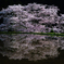 月夜に浮かぶ諸木野の桜