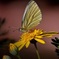 A spring new butterfly 