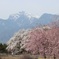 真原の桜と甲斐駒ヶ岳01