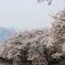 真原の桜と甲斐駒ヶ岳03