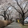 真原の桜並木01