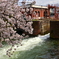夷川ダムの桜