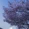 満開の桜の下で