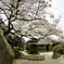 森　鴎外邸の桜