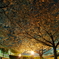 真締川の夜桜