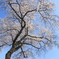桜散歩