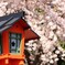 灯篭と桜