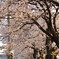 桜並木