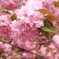 '14八重桜
