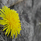 壁の中の花