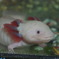 こんにちわ