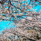 樹木公園の桜