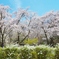 樹木公園の桜
